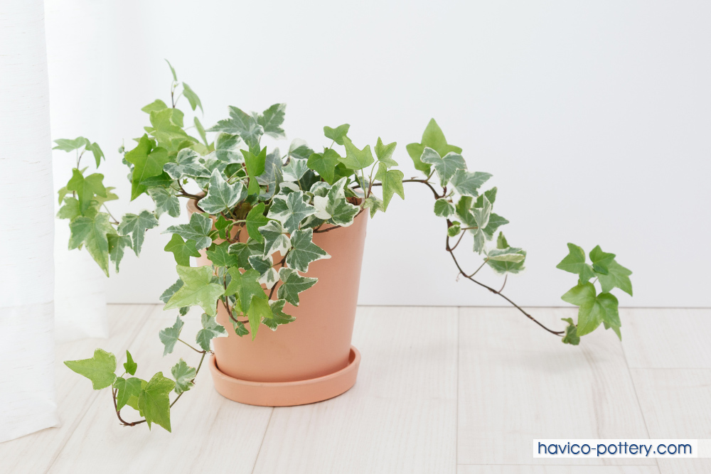 Cây Dây Leo Trồng Chậu: Hướng Dẫn Chọn Loại và Chăm Sóc Gallery 1