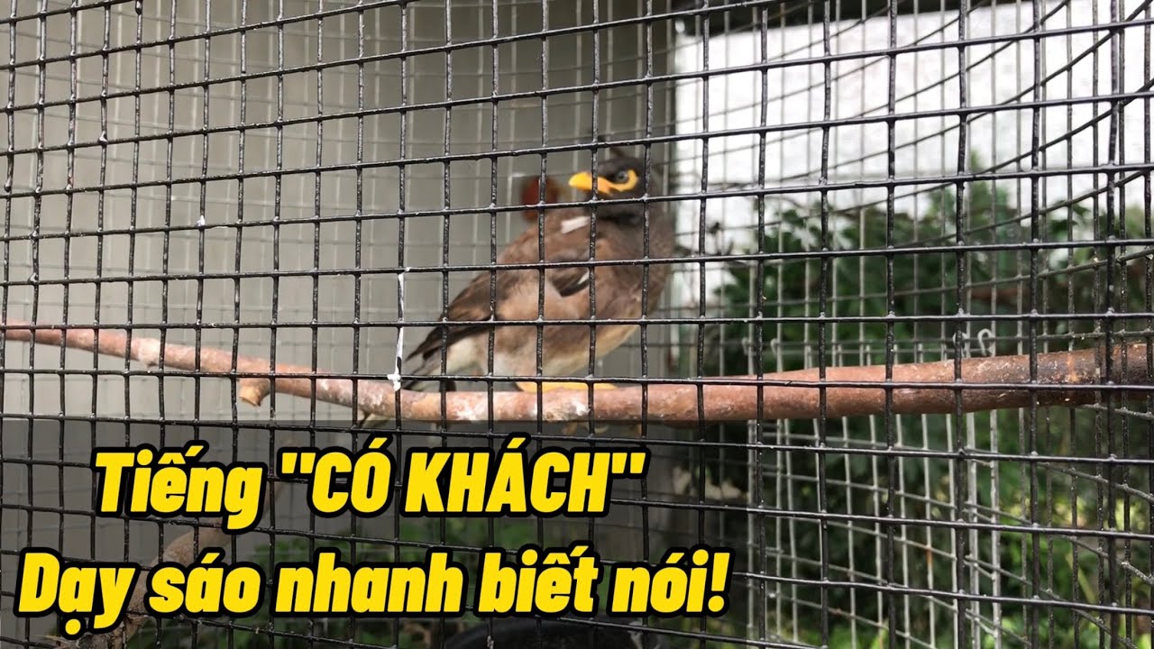 Dạy Sáo Nói Có Khách: Bí Quyết Thu Hút Học Viên & Tăng Doanh Thu Gallery 1