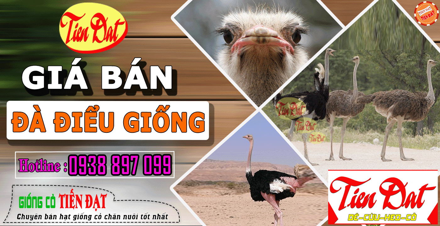 Mua Đà Điểu Giống: Nguồn Cung Cấp Uy Tín, Chất Lượng Cao Gallery 1