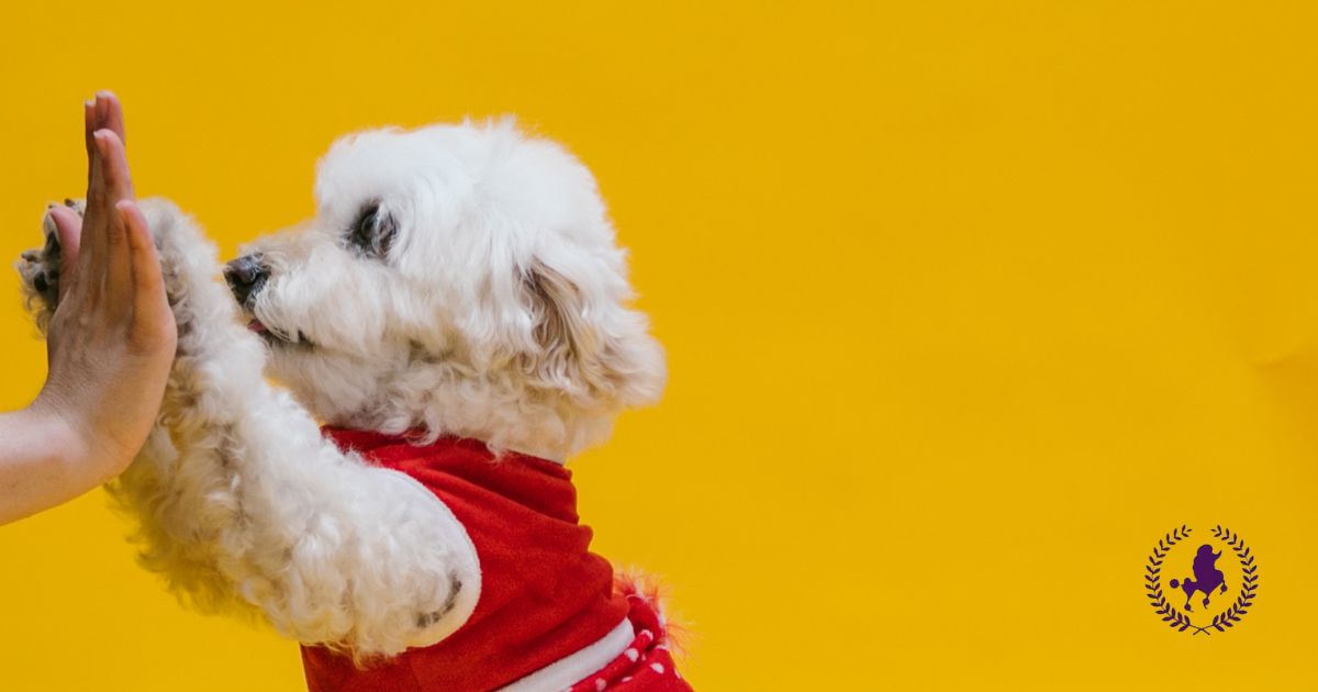 Cách Huấn Luyện Chó Poodle Gallery 2
