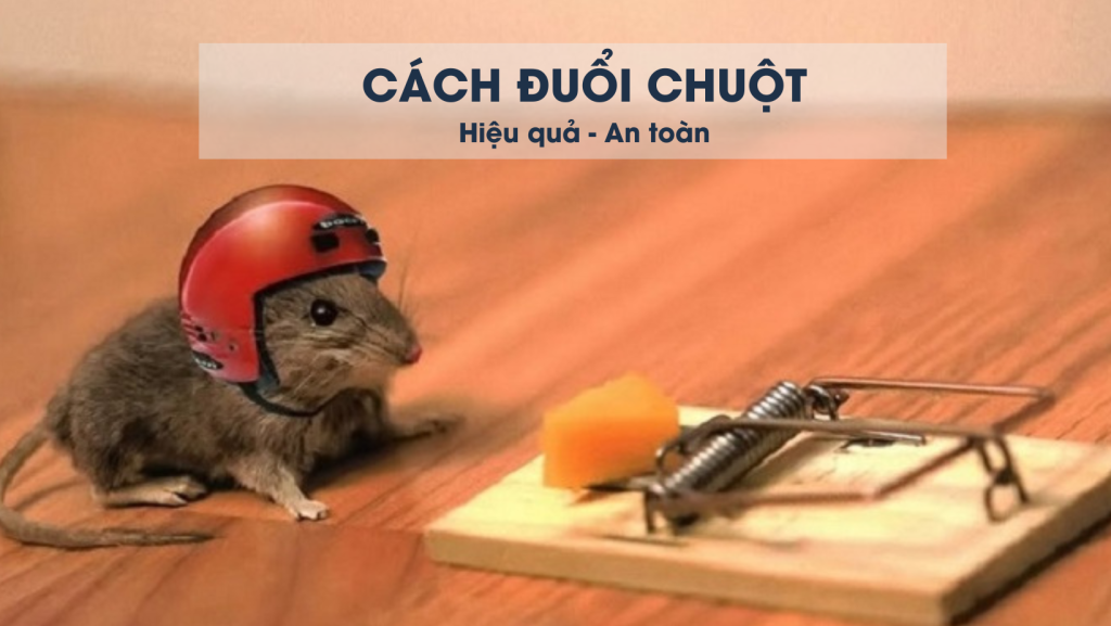 Đuổi Chuột Bằng Gì? Gallery 2