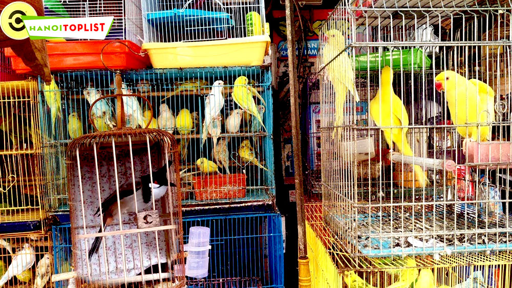 Quán Chim Cảnh Gần Đây Gallery 2