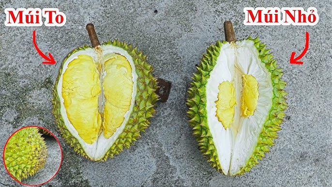 Sầu Riêng Ở Đâu Ngon Nhất? Gallery 2
