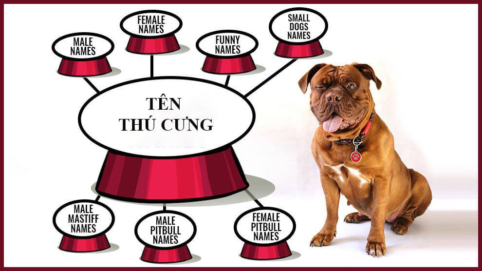 Tên Hay Đặt Cho Chó: Hướng Dẫn Chọn Tên Hoàn Hảo Cho Bạn Bốn Chân Gallery 2