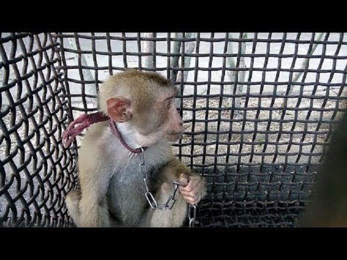 Có Nên Nuôi Khỉ Trong Nhà Không? Gallery 2