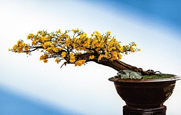 Các Thế Mai Vàng Đẹp Gallery 2