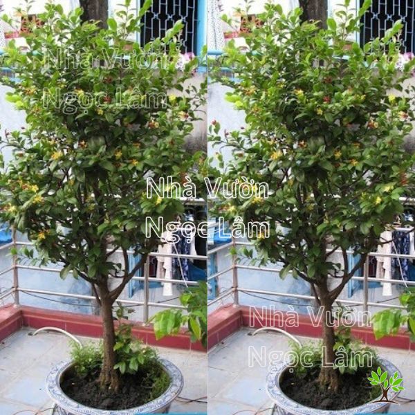 Mai Tứ Quý Trồng Trước Nhà: Mang Lộc Phát Tài Vào Ngôi Nhà Của Bạn Gallery 1
