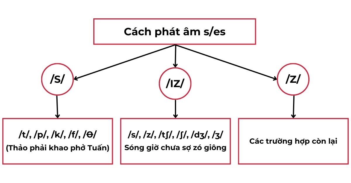 Cách Đọc Đuôi S Trong Tiếng Anh Gallery 2