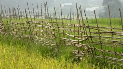 Lưng Giậu Là Gì?