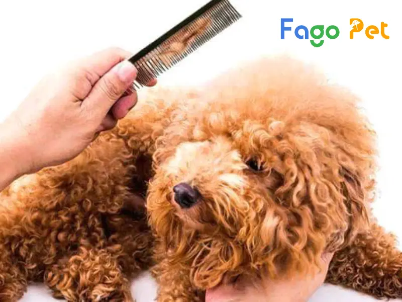 Lược Chải Lông Chó Poodle: Hướng Dẫn Chọn Và Sử Dụng