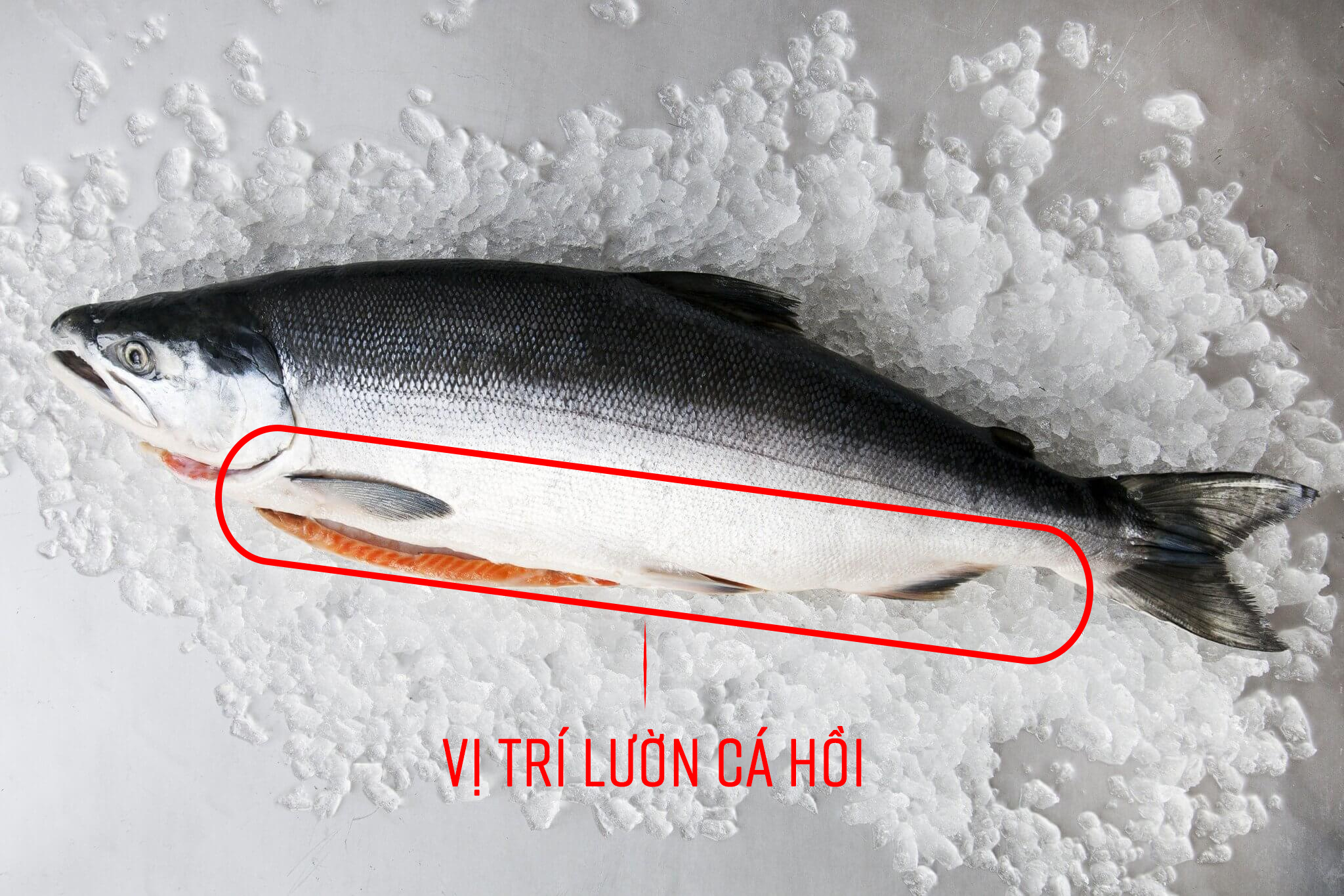 Lườn Cá Hồi Là Gì?