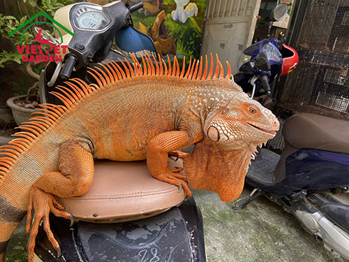 Các Loại Rồng Nam Mỹ Gallery 2
