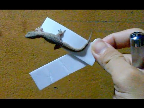 Cách Bắt Thạch Sùng Hiệu Quả và An Toàn Gallery 2