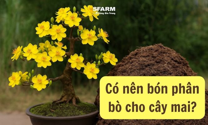 Bón phân gì cho cây mai mập cành? Gallery 2