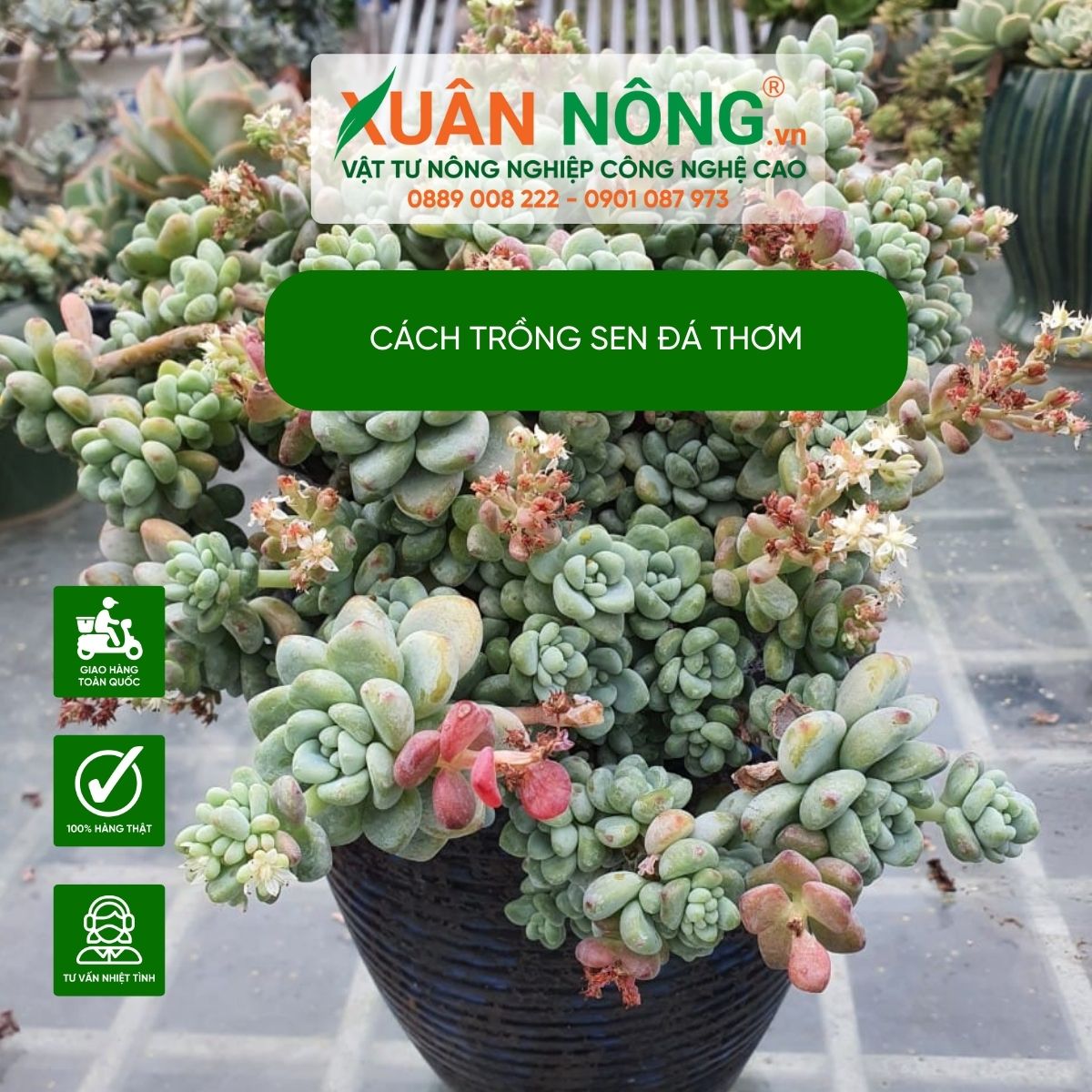 Các loại sen đá có mùi thơm Gallery 2