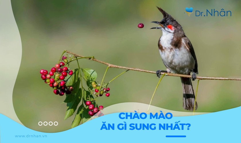 Chào Mào Thích Ăn Quả Gì Nhất? Gallery 2
