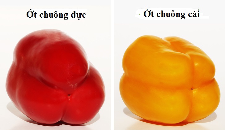 Ớt Chuông Ăn Sống Chấm Gì Ngon? Gallery 1