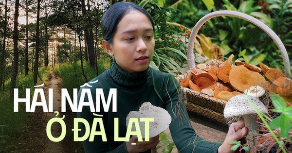 Hái Nấm Đà Lạt Gallery 2