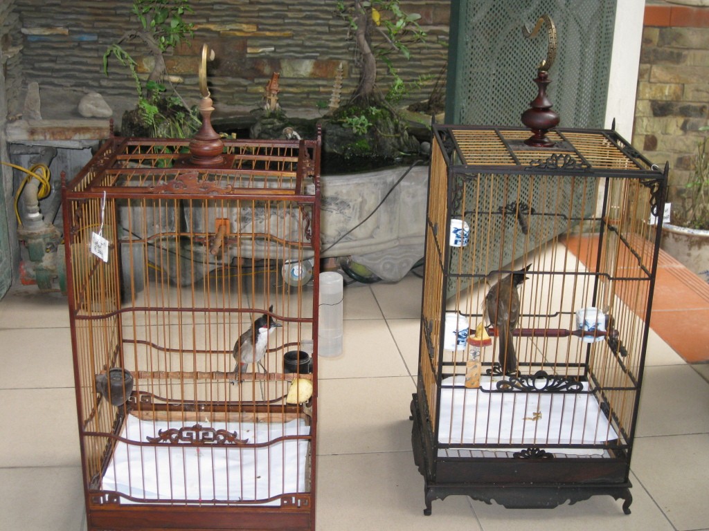 Chào mào chơi 4 cầu góc Gallery 2