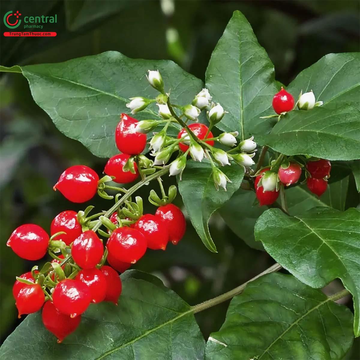 Cây Rì Việt Có Tác Dụng Gì? Gallery 2