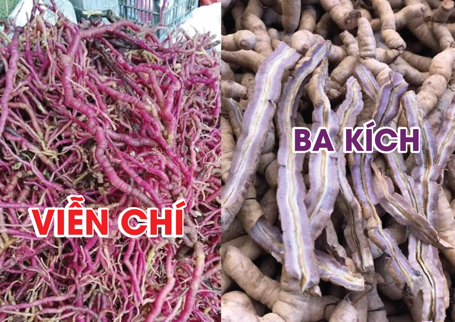 Cây Ruột Ngựa Có Tác Dụng Gì? Gallery 2