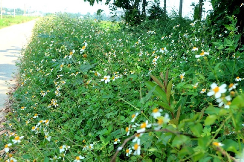 Cây Xuyến Chi Có Tác Dụng Gì? Gallery 2