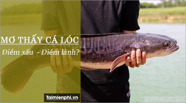 Mơ Bắt Được Cá Lóc Đánh Con Gì? Gallery 2