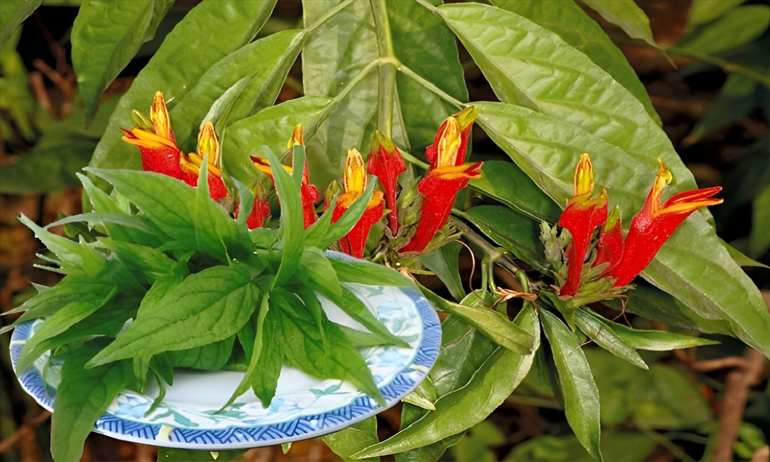 Lá Bìm Bịp Có Tác Dụng Gì? Gallery 2