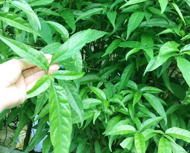 Lá Con Khỉ Có Tác Dụng Gì? Gallery 2