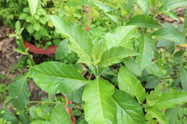Uống Lá Mật Gấu Có Tác Dụng Gì? Gallery 2