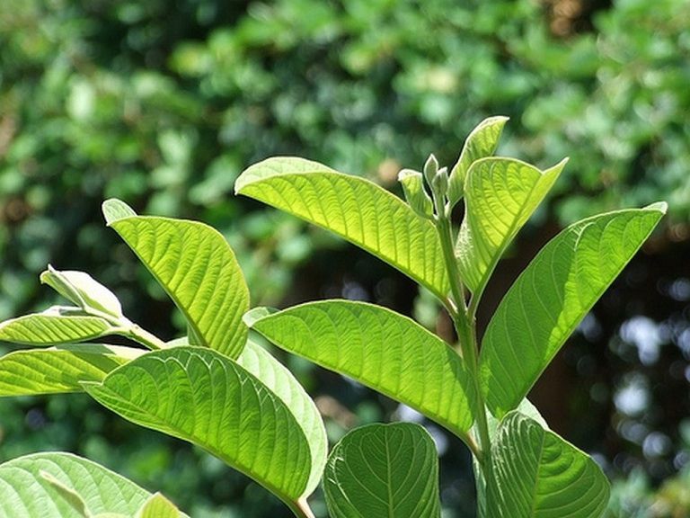 Trị tiêu chảy bằng lá ổi Gallery 2