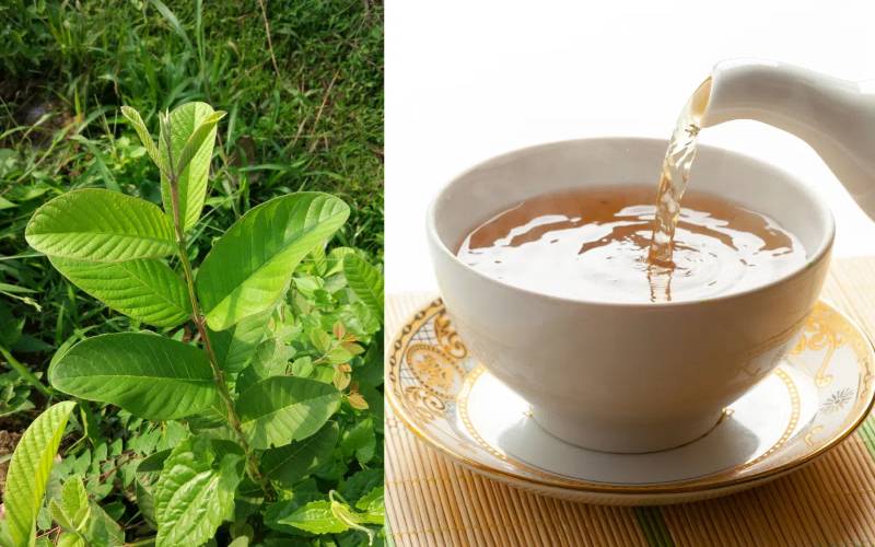 Công dụng tuyệt vời của lá ổi tươi đối với sức khỏe Gallery 2