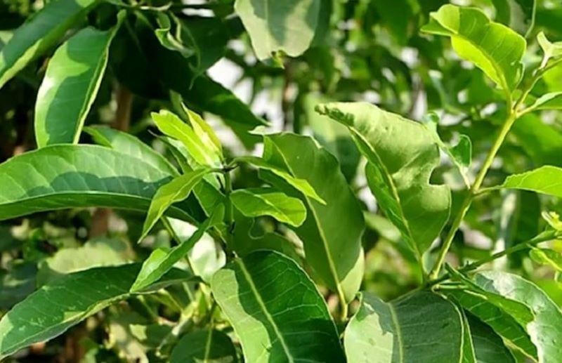 Tác dụng của cây lá vối Gallery 2