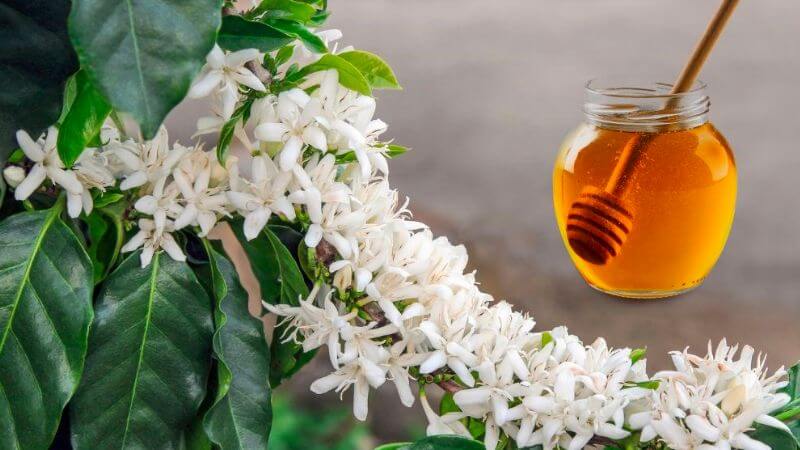 Mật Ong Hoa Cà Phê Có Tác Dụng Gì? Gallery 2