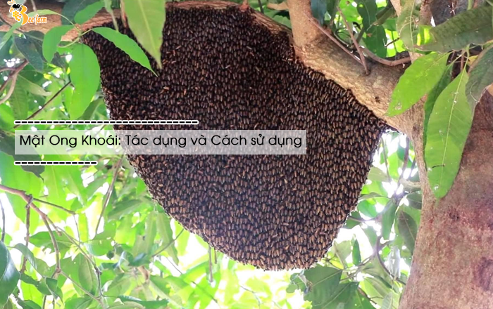 Mật Ong Khoái Có Tác Dụng Gì? Gallery 2