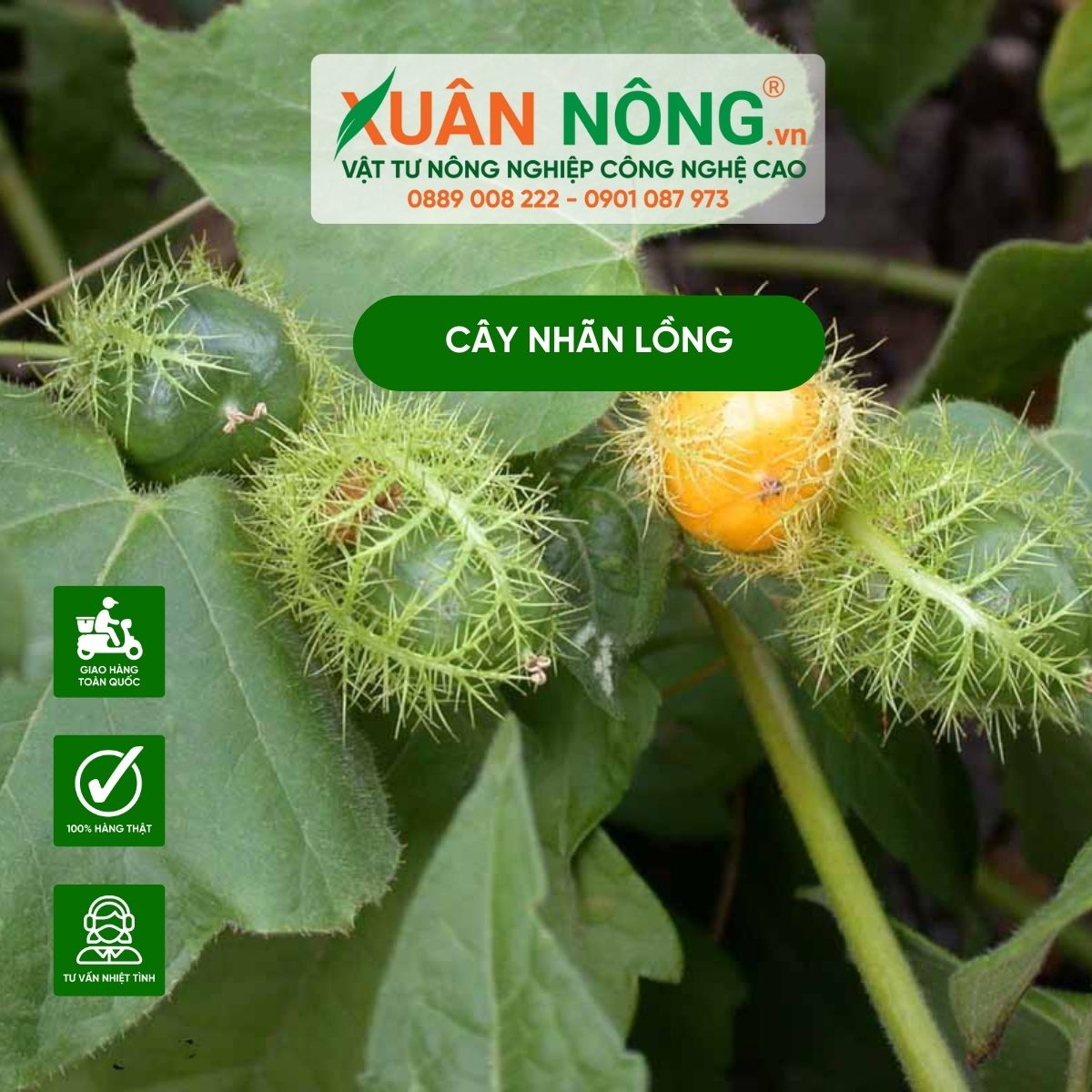 Cây Nhãn Lòng Có Tác Dụng Gì? Gallery 2