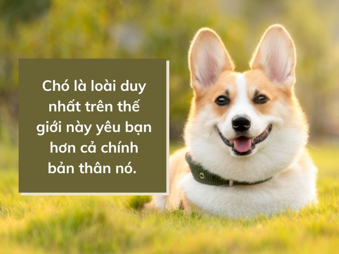 Những Câu Nói Hay Về Anh Em Sống Chó Gallery 2