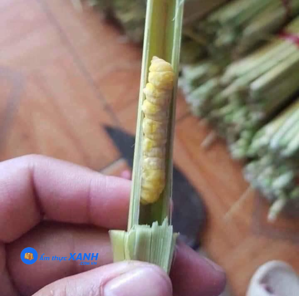 Sâu chít có tác dụng gì? Gallery 2