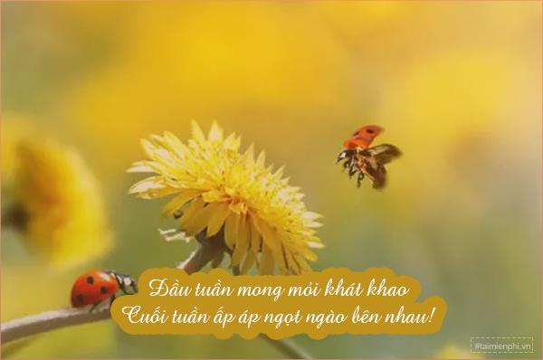 STT Thả Thính Cuối Tuần Hay Nhất - Gây Nghiện Cả Tuần Gallery 2