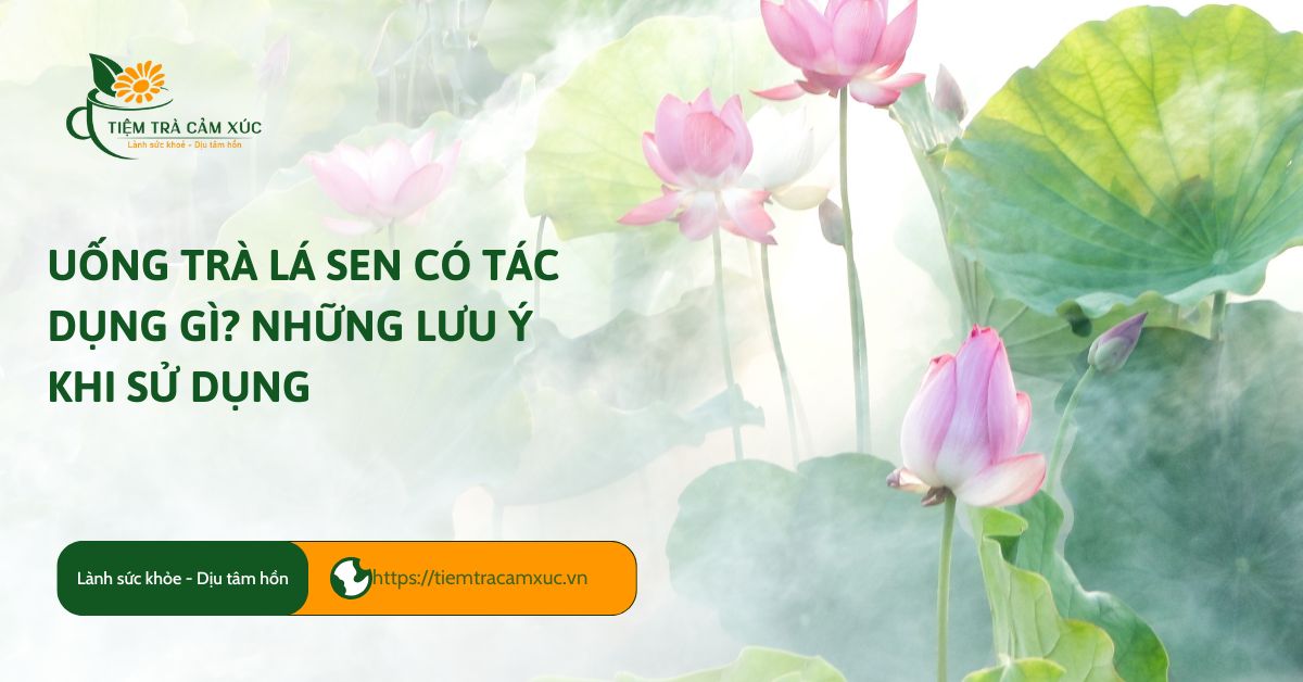 Trà Lá Sen Có Tác Dụng Gì? Gallery 2
