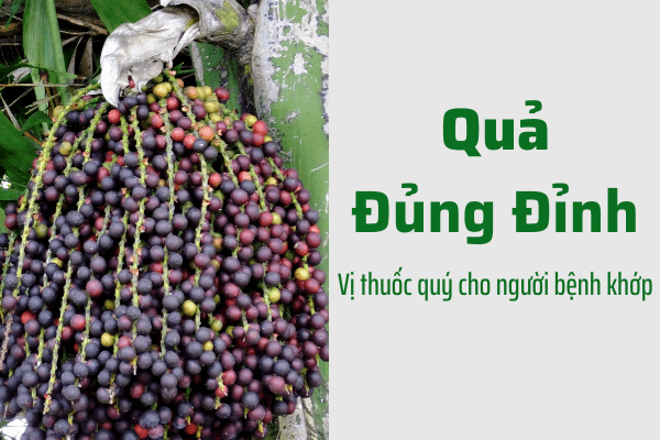 Trái Đủ Đỉnh Có Tác Dụng Gì? Gallery 2