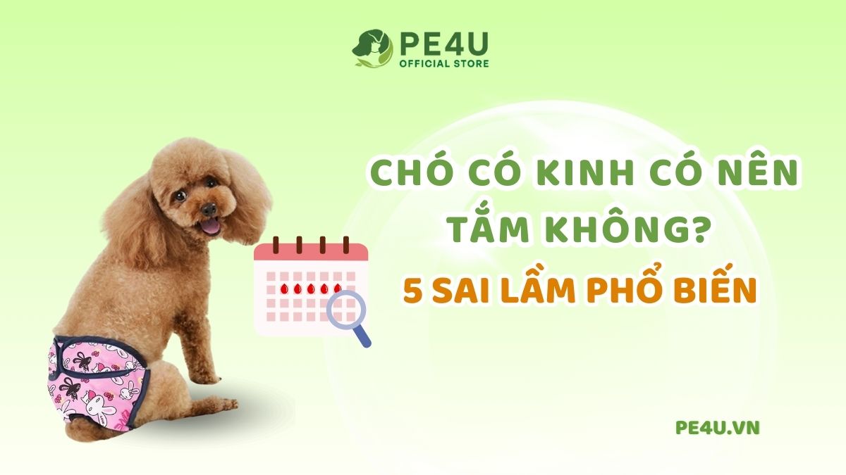 Chó tới tháng có tắm được không? Gallery 1