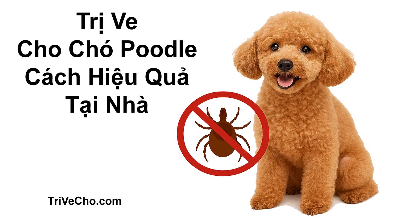 Cách Trị Ve Chó Poodle Hiệu Quả Và An Toàn Gallery 2
