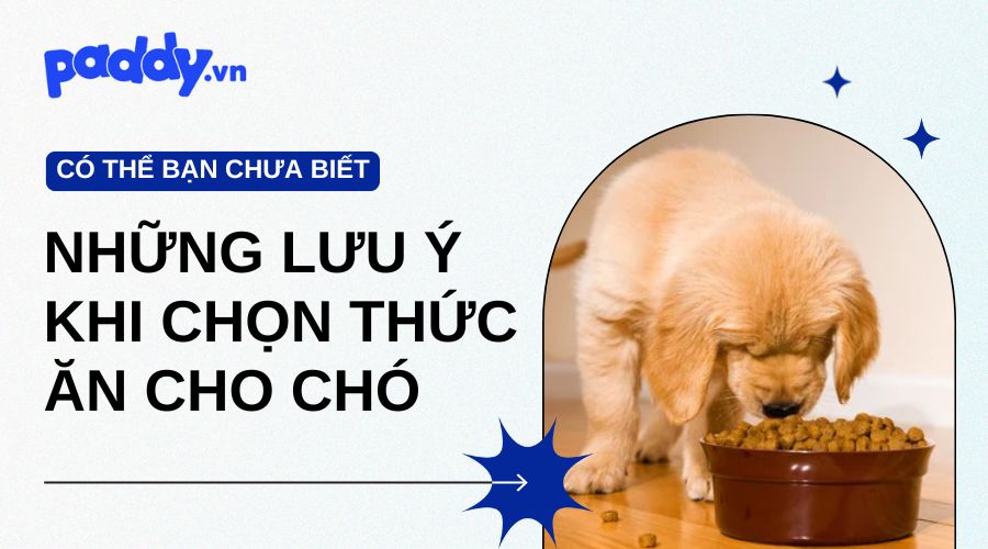 Món Khoái Khẩu Của Chó Là Gì? Gallery 2