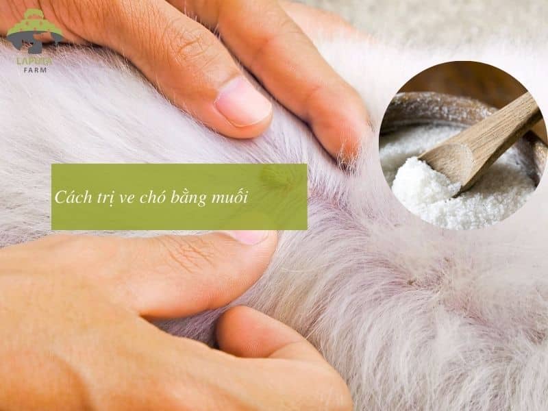 Trị Ve Chó Bằng Muối Có Hiệu Quả Không? Gallery 2