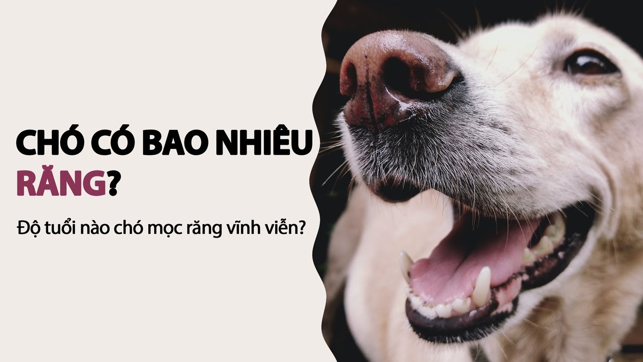 Chó có bao nhiêu cái răng? Gallery 2