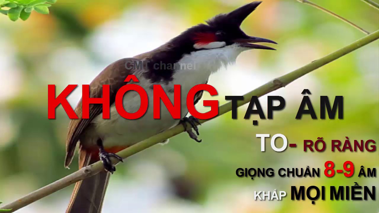 Luyện Giọng Chào Mào Hót Hay Mỗi Ngày