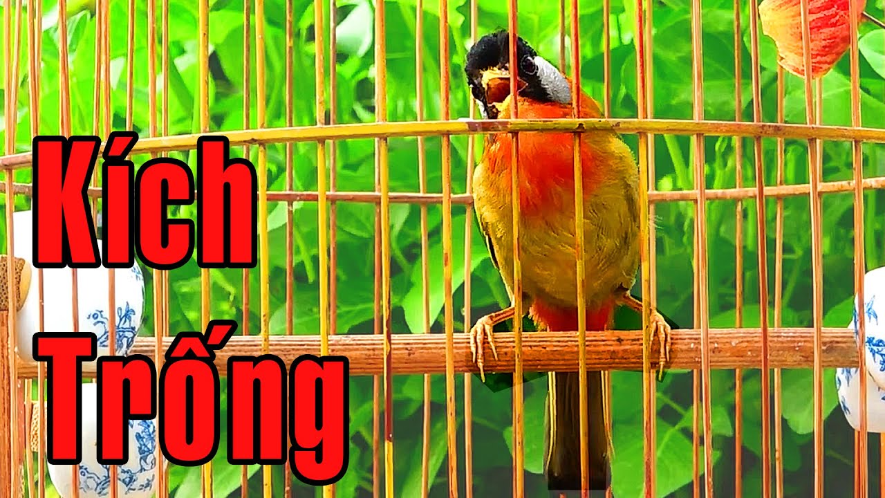 Ngũ Sắc Gọi Bầy Gallery 1