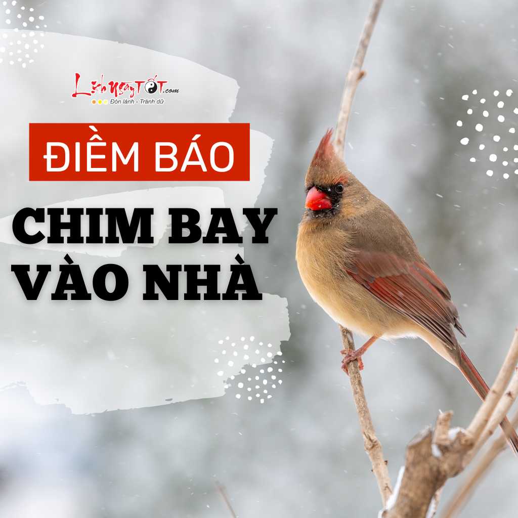 Chim Chài Chài Bay Vào Nhà: Điềm Báo Hay Ngẫu Nhiên? Gallery 2