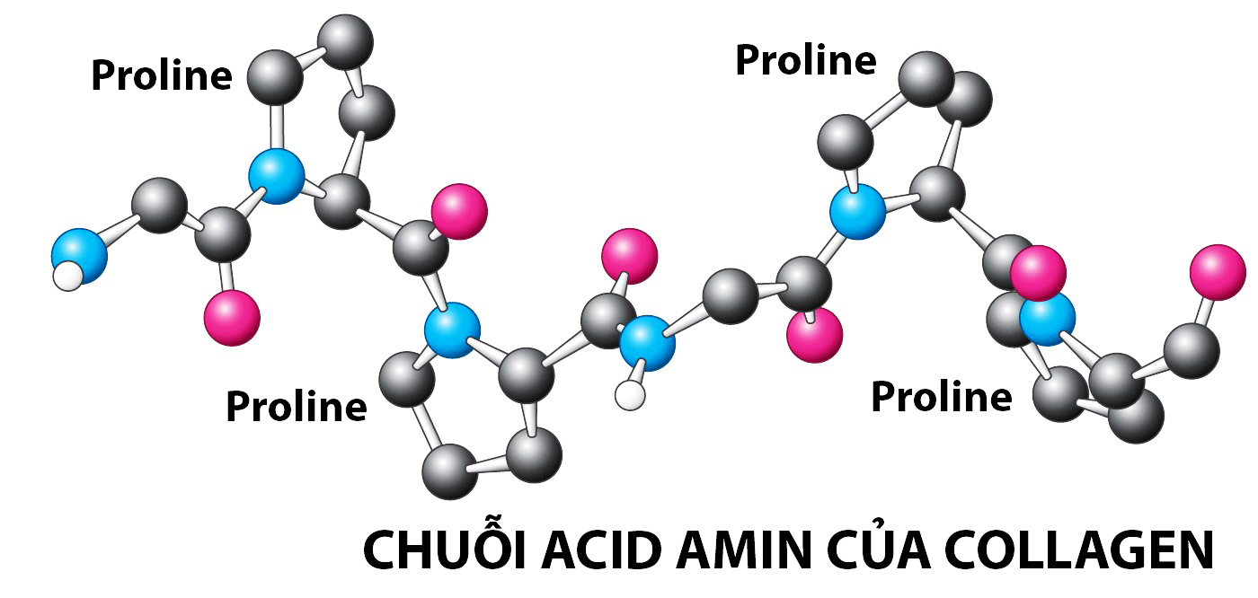5 Amino Axit Quan Trọng Cho Sức Khỏe Gallery 1